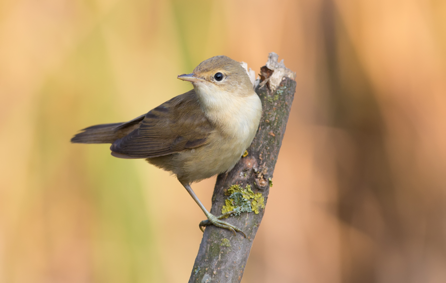 Small songbird perched on a branch, soft light in the background — a quiet symbol of self-made music.