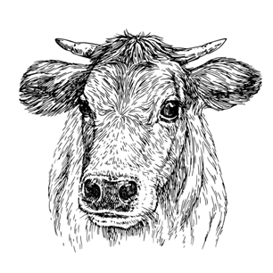 Dairy cow facing forward.