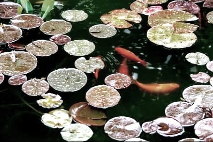 orange koi fish on water