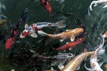 orange and white koi fish swimming gently representing a system in balance