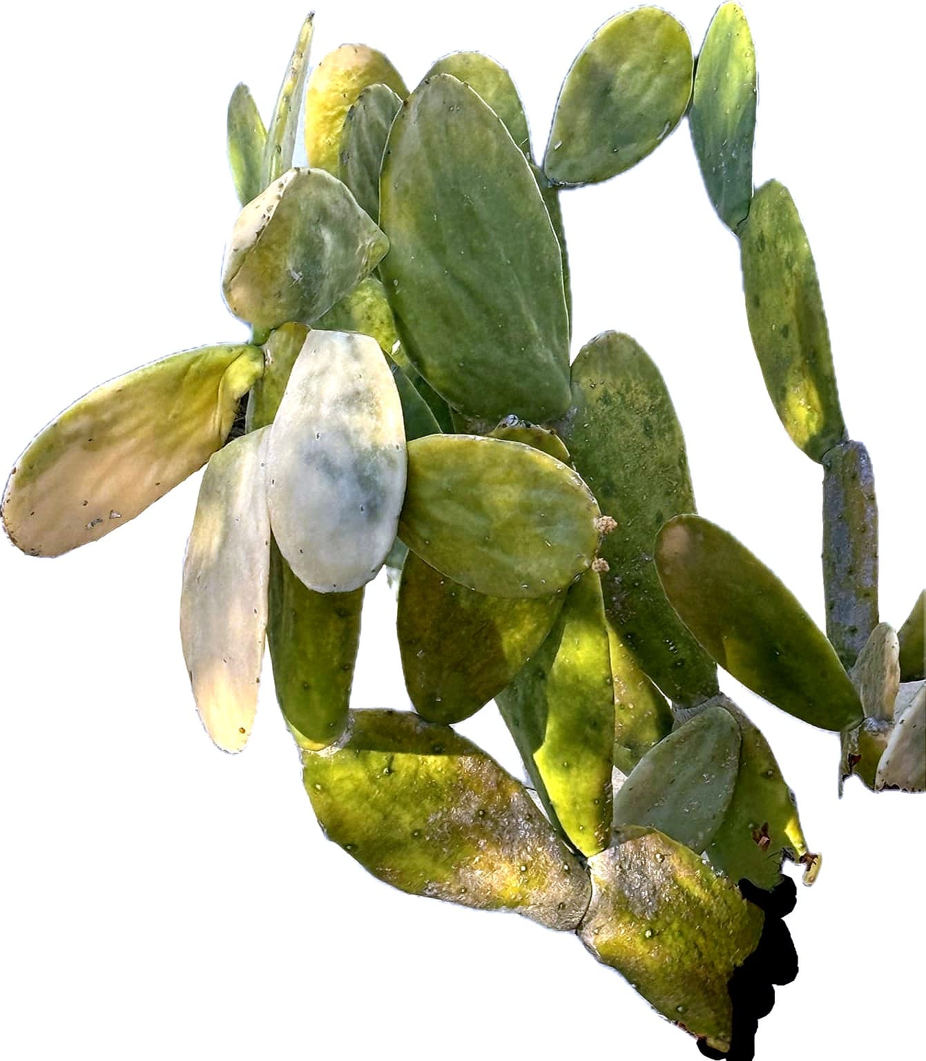 A prickly pear. Some pads are bright green, while other pads have a dull gray-green color, displaying a natural pruning process, initiated by the plant itself deciding what to keep and what to let die.