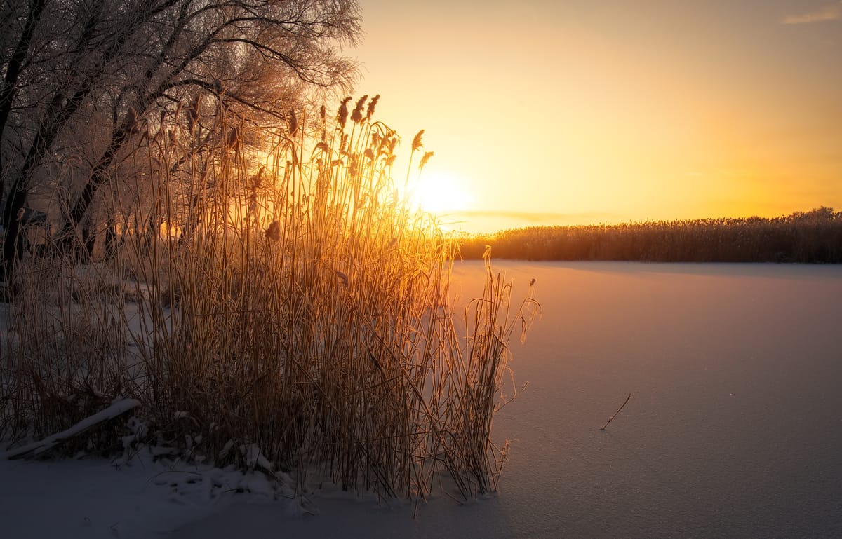 Golden light through winter reeds — sunlight exhaling across stillness.