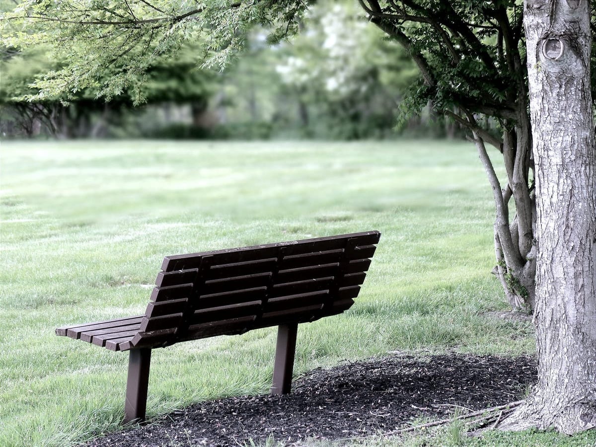 Empty wooden bench beneath leafy trees beside an open grassy field, softly lit and muted in tone.