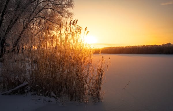 Golden light through winter reeds — sunlight exhaling across stillness.