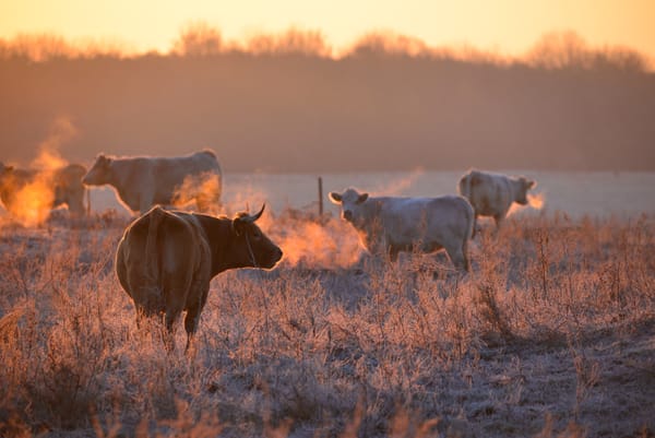 Cows in a frosty field at sunrise, their breath visible in the cold air, standing amid dry winter grasses.