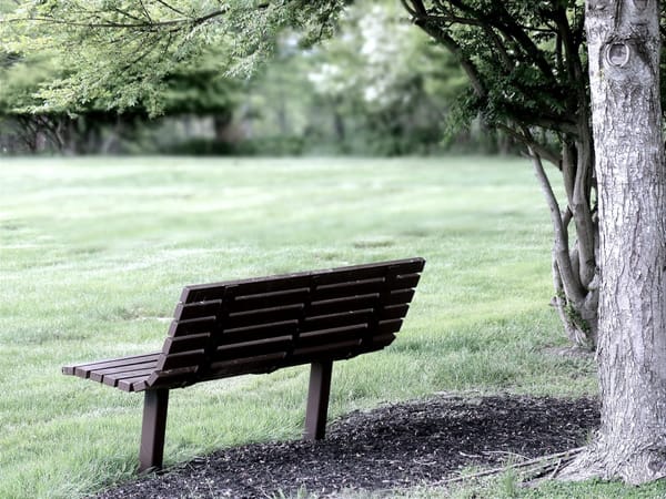 Empty wooden bench beneath leafy trees beside an open grassy field, softly lit and muted in tone.